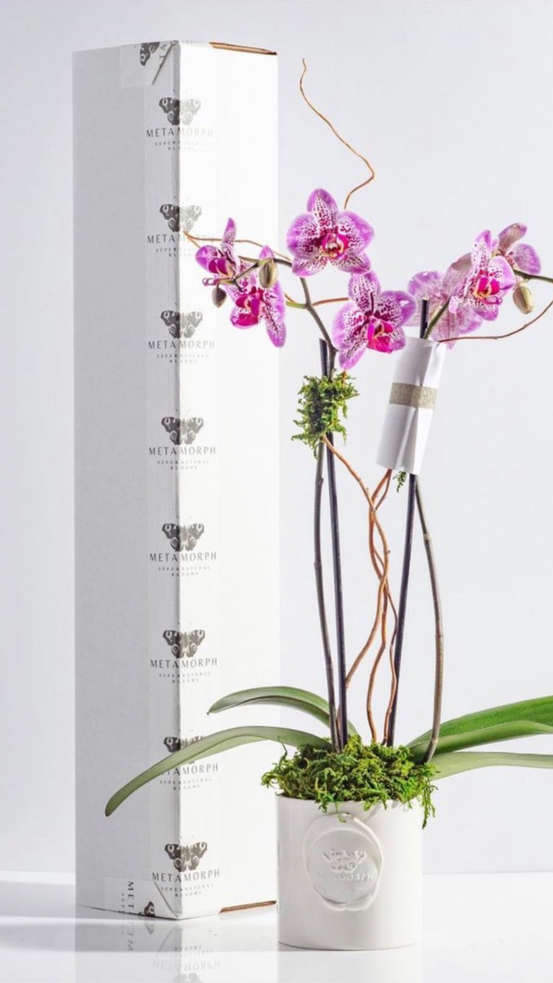 METAMORPH MONARCH BLOOM BOX
