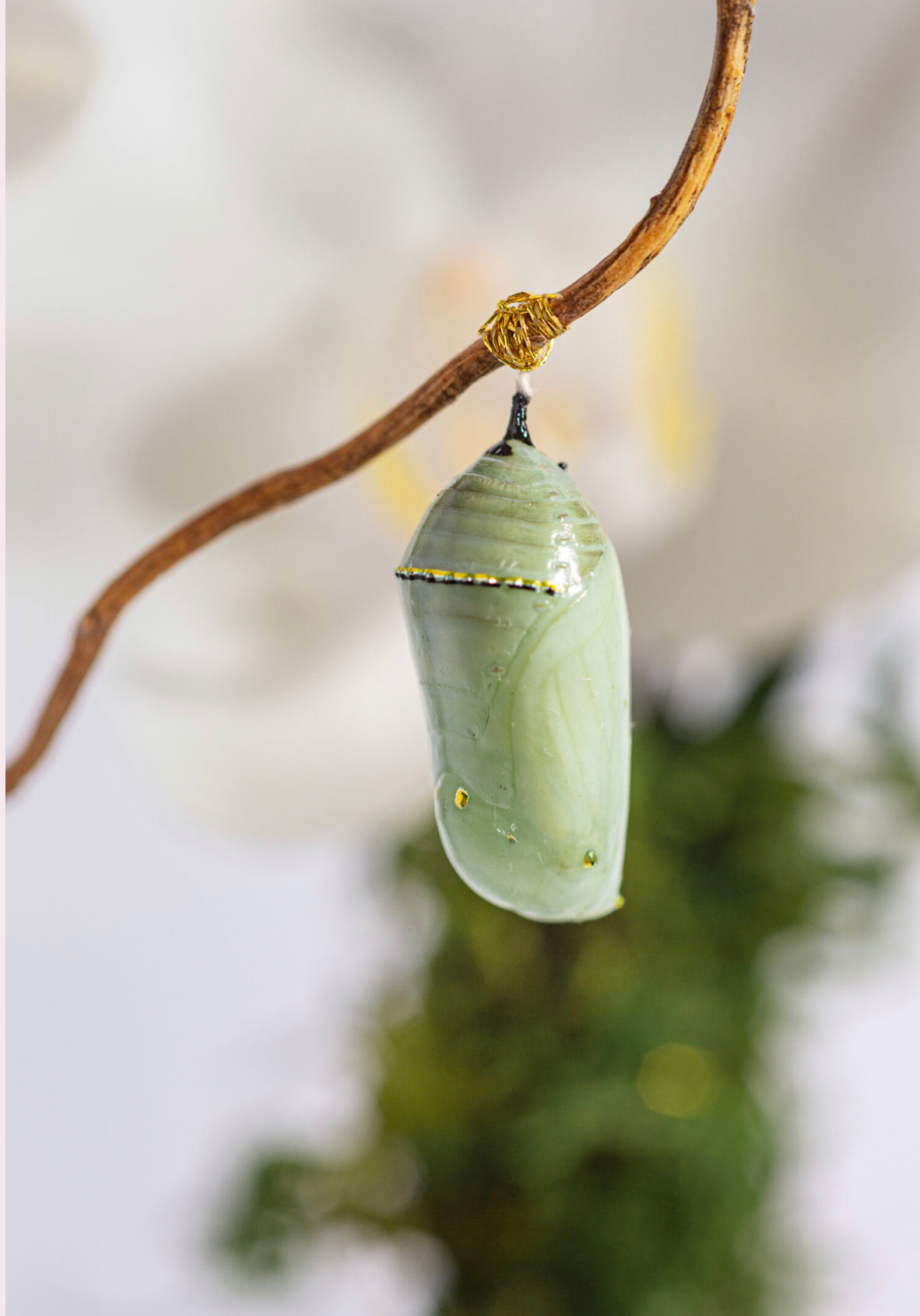 METAMORPH MONARCH BLOOM BOX