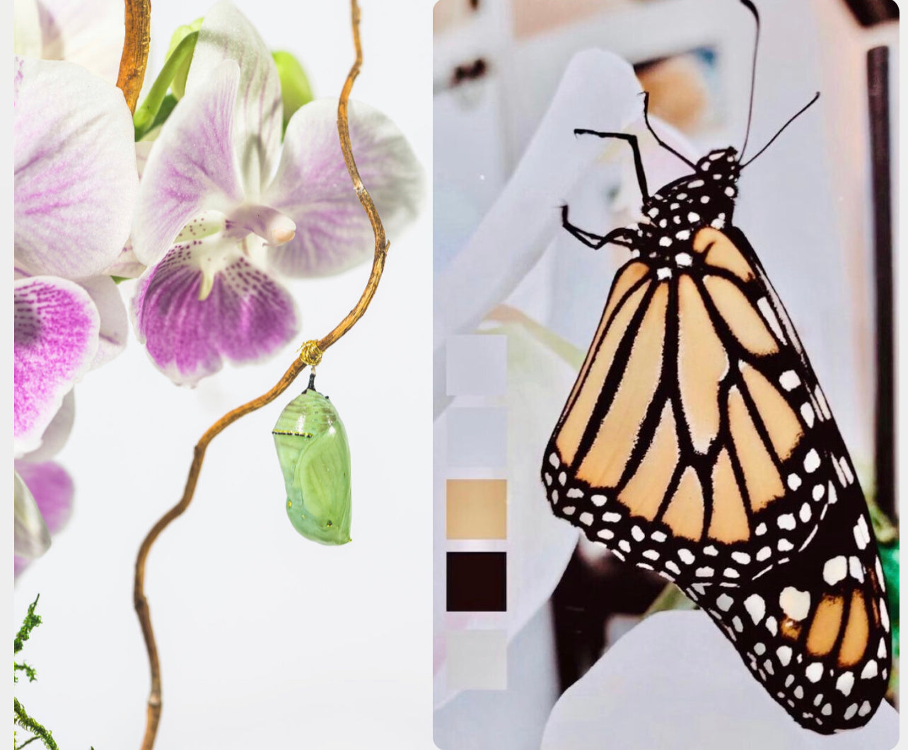 METAMORPH MONARCH BLOOM BOX