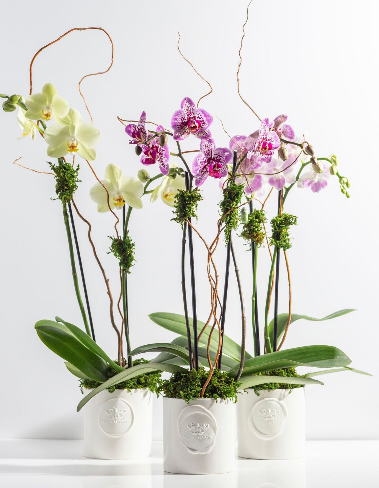 METAMORPH MONARCH BLOOM BOX