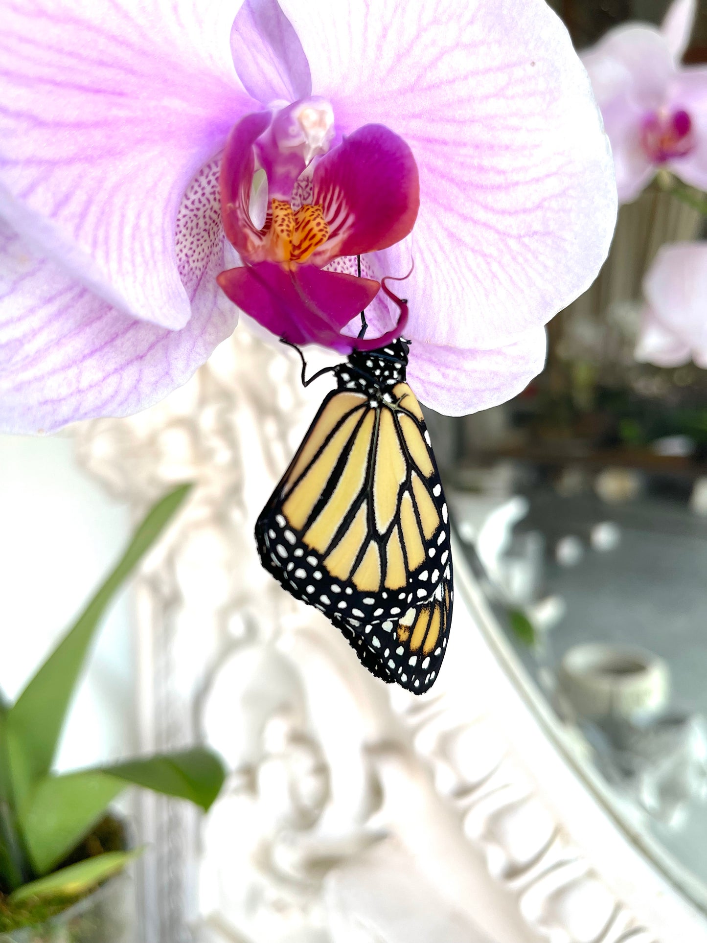 METAMORPH MONARCH BLOOM BOX
