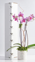 METAMORPH MONARCH BLOOM BOX
