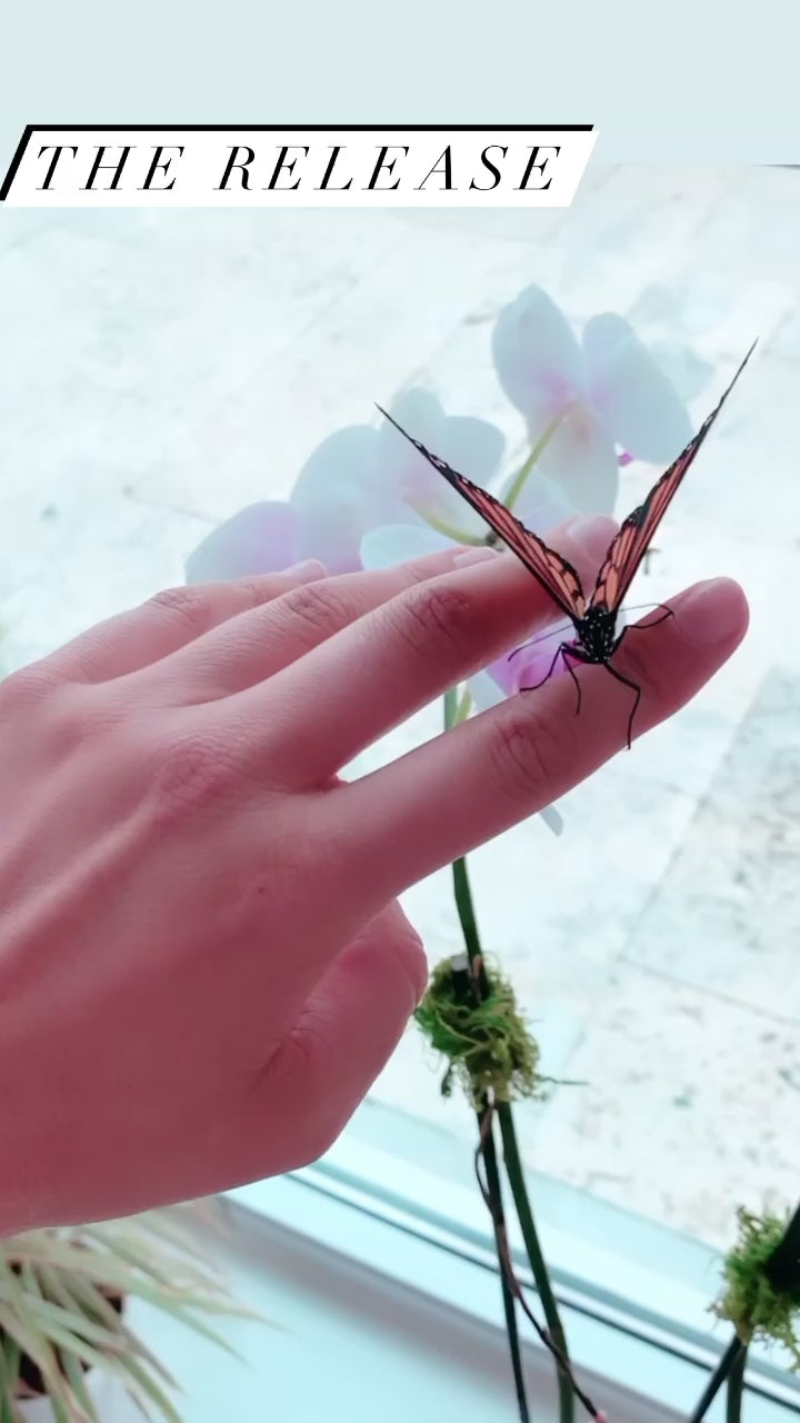 METAMORPH MONARCH BLOOM BOX